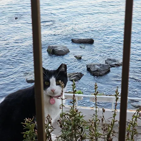 Miletia Созопол