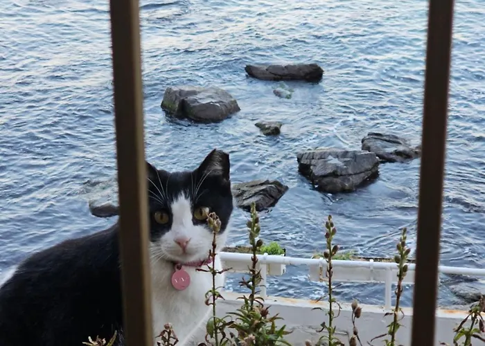 Miletia Созопол